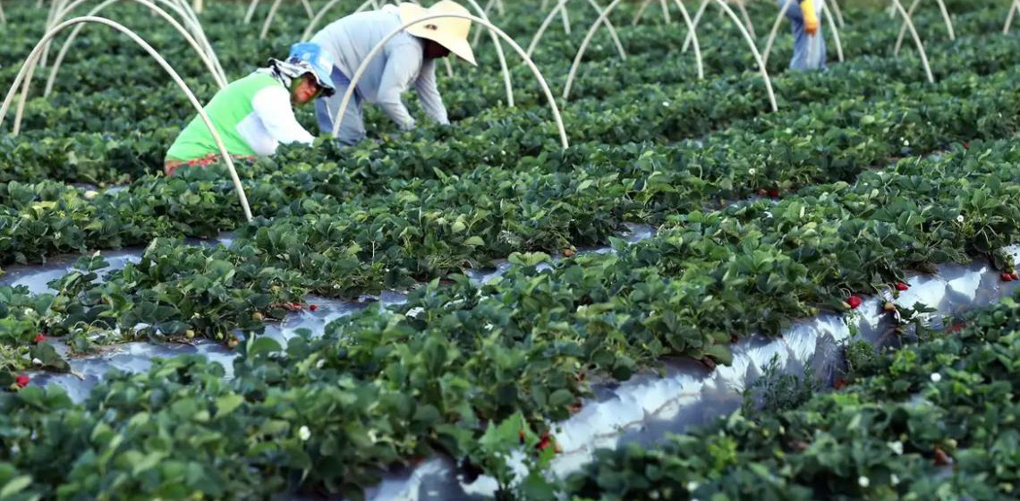 Anater faz seleção para assistência técnica e extensão rural e beneficiará 8.850 famílias