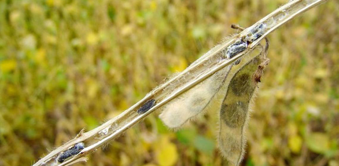 Embrapa e Unesp desenvolvem cultivo de fungo que controla o 