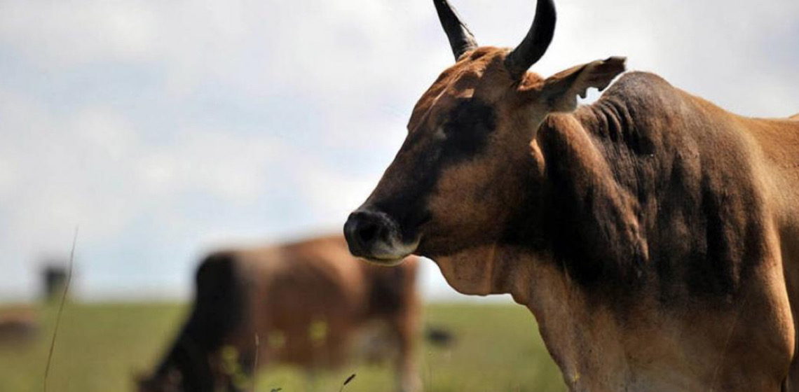 América do Sul muito perto de erradicar febre aftosa, aposta agência da ONU