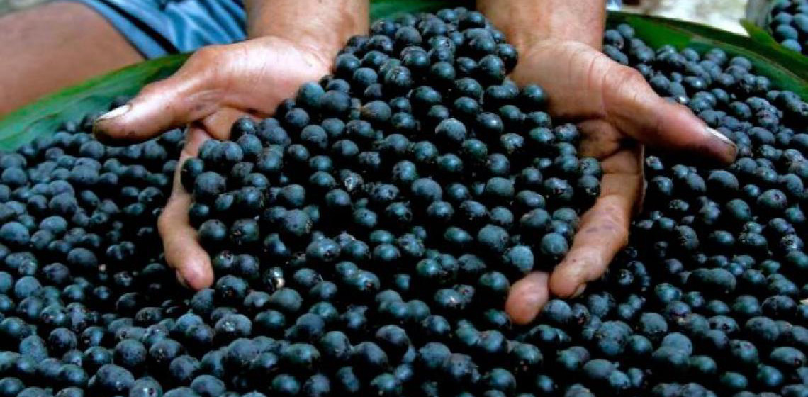 Fundo Amazônia apoia pequenos produtores e extrativistas com R$ 39 milhões
