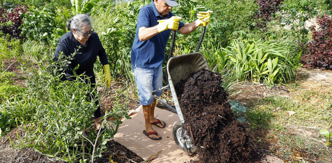 Hortos comunitários promovem bem-estar físico e mental nas unidades básicas de saúde do DF