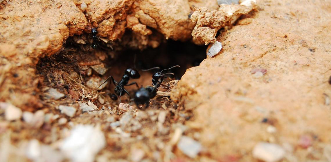 Formiga mais antiga já encontrada viveu no Nordeste do Brasil