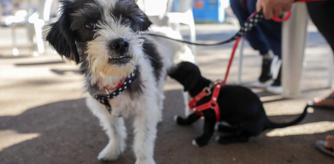 Livro infantil é lançado pelo Detran-DF para ensinar cuidados no transporte de pets