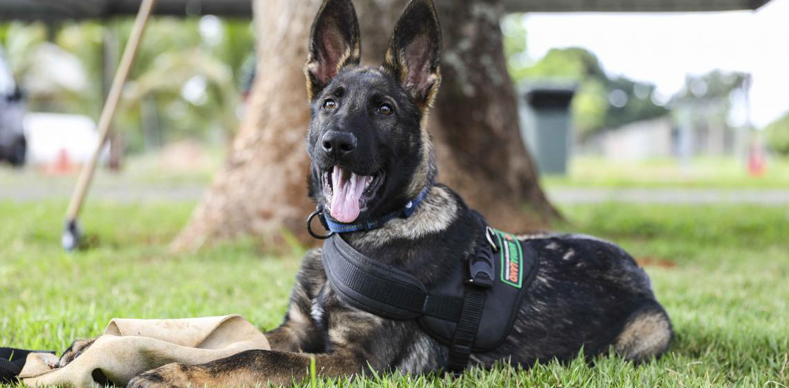 BPCães da PMDF recebe dois novos filhotes para reforçar atividades policiais