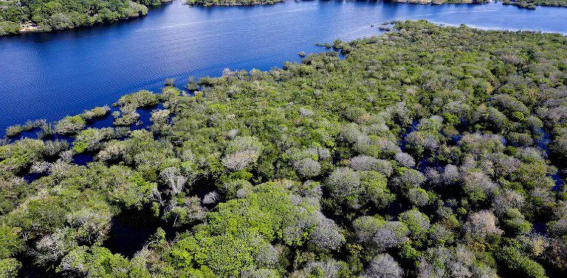 BNDES ultrapassa R$ 650 milhões em investimentos para restauração de florestas