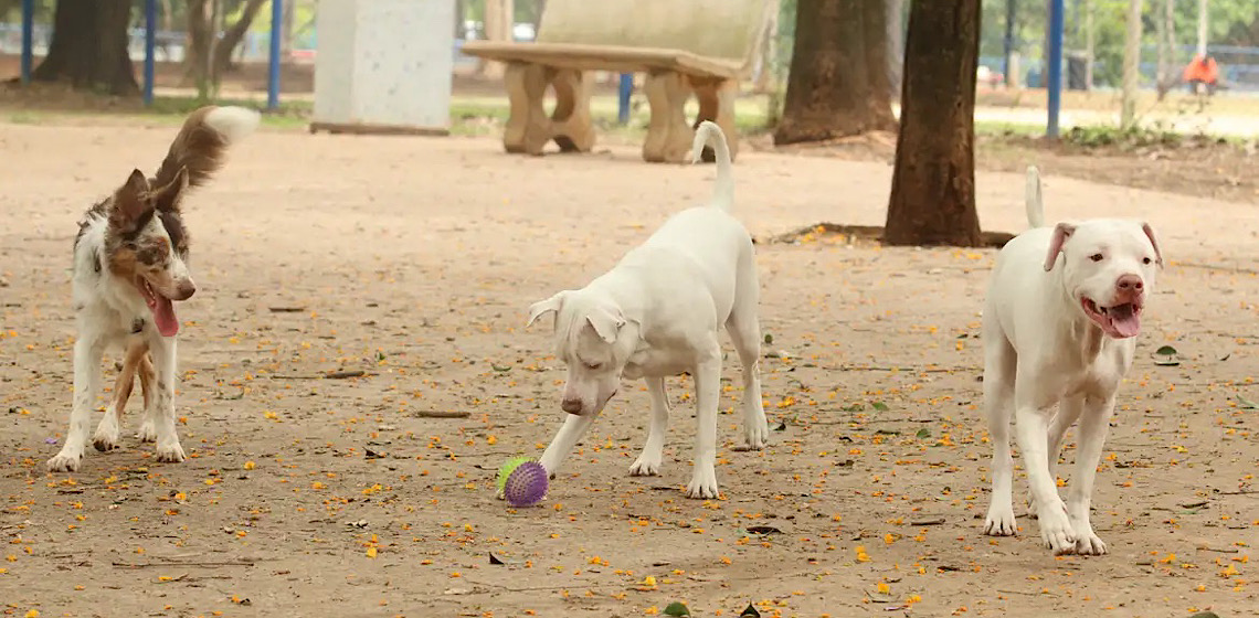 Entenda para que serve o novo RG digital para cães e gatos e como emitir