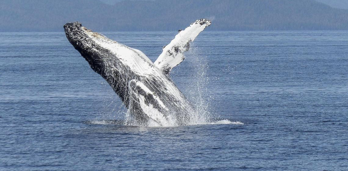 Em São Paulo, Ilhabela registra primeiras passagens de baleia-jubarte em 2025