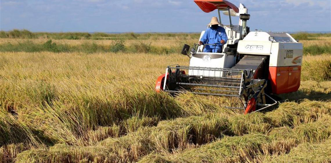 Fazenda de arroz chinesa ajuda agricultores moçambicanos a colher uma vida melhor