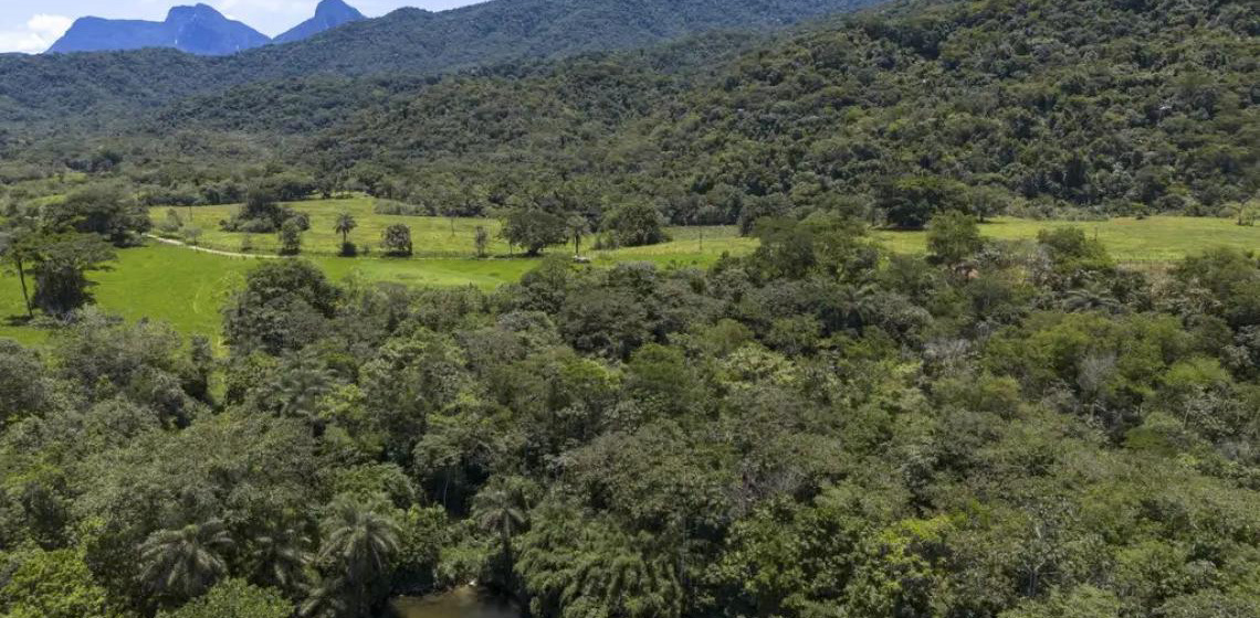 Mata atlântica tem redução no desmatamento e perdas por desastres climáticos