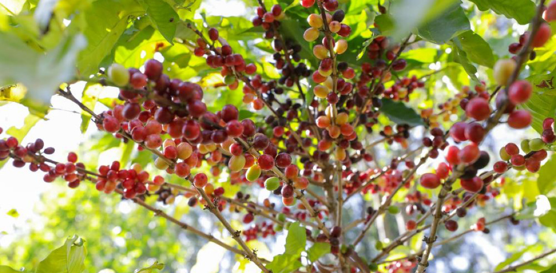 DF ganha Câmara da Cafeicultura para fortalecer a produção local e impulsionar a qualidade