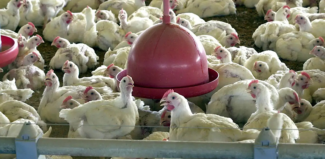 China, UE e Argentina suspendem compras de carne de frango do Brasil 