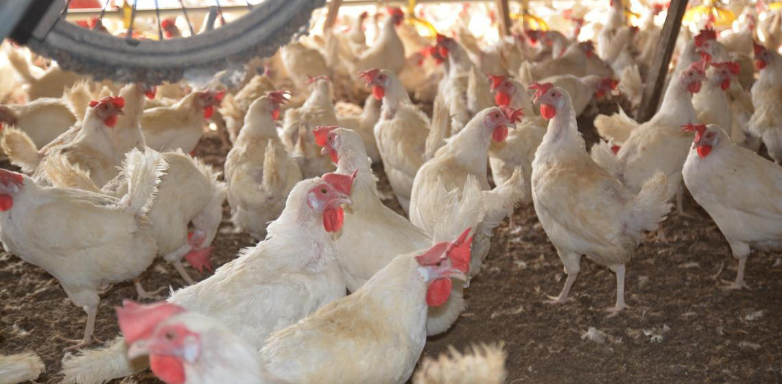 FAO: caso de gripe aviária no Brasil marca nova etapa do vírus