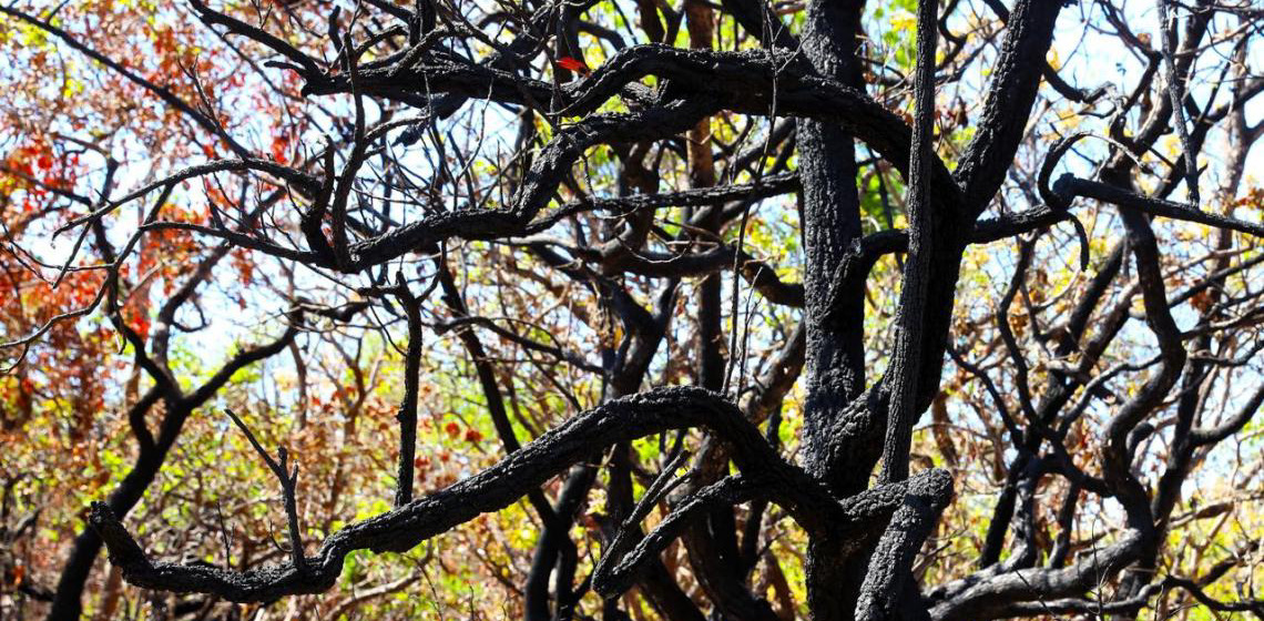 DF amplia projeto com inteligência artificial para prevenir incêndios no Cerrado