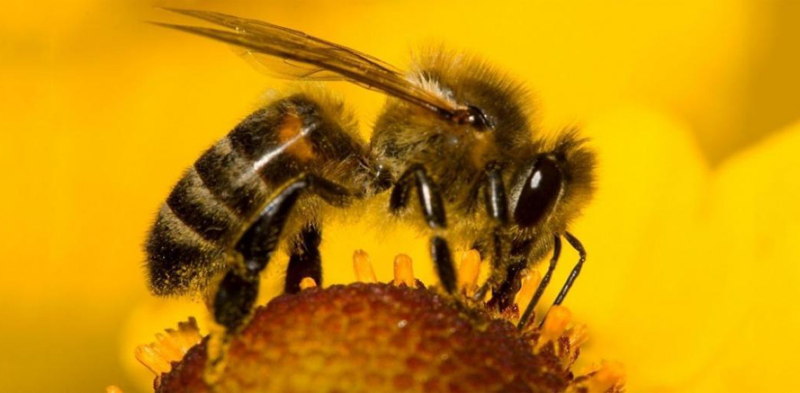 ONU destaca papel das abelhas na segurança alimentar e na saúde de ecossistemas