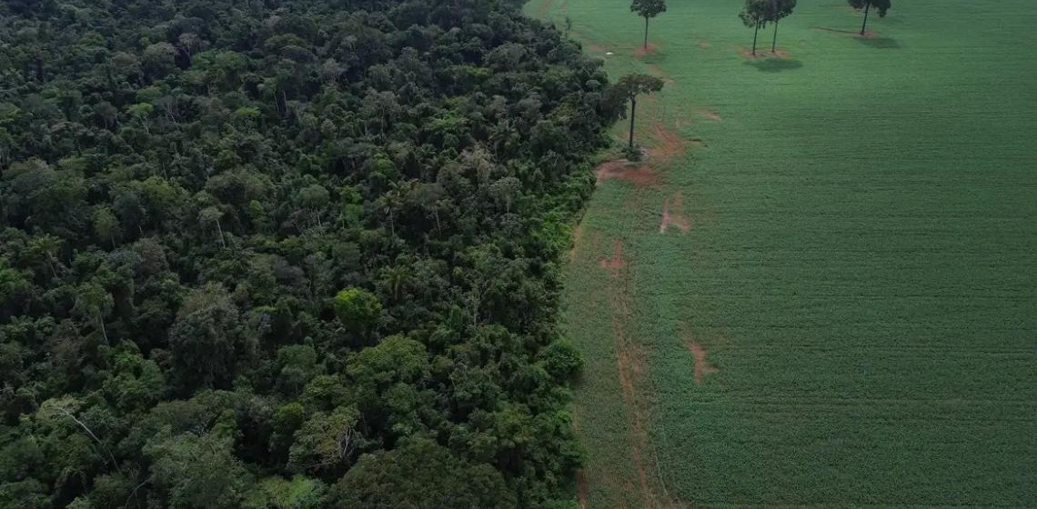 Plataforma Global Forest Watch: Trópicos registram perda recorde de floresta primária