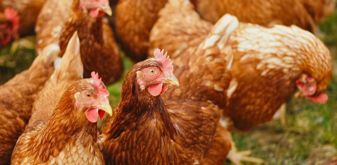 Governo do DF proíbe eventos com aves por 90 dias, como medida de prevenção à influenza aviária
