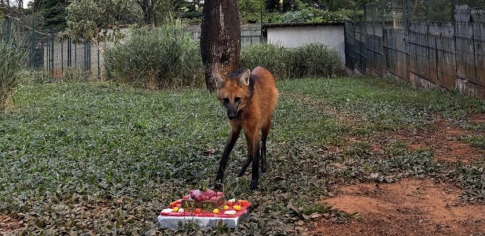 Mascote do Zoológico de Brasília celebra 2 anos de vida