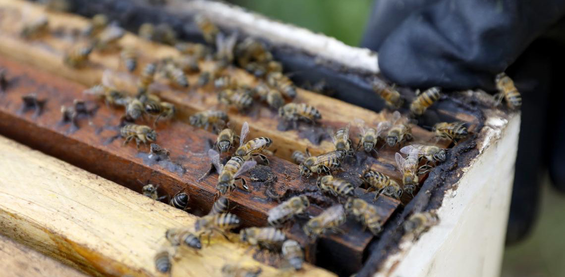 Período de estiagem favorece ataques de abelhas; saiba como agir