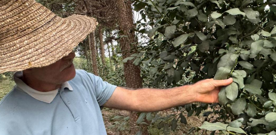 Cultivo de erva-mate no Brasil é eleito Patrimônio Agrícola Mundial