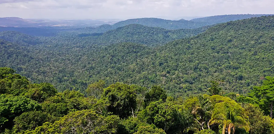 Instituto lança edital para projetos que protejam a Amazônia 