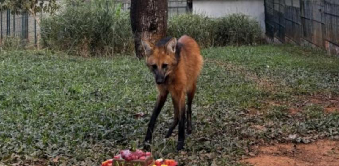 Mascote do Jardim Zoológico de Brasília celebra 2 anos de vida
