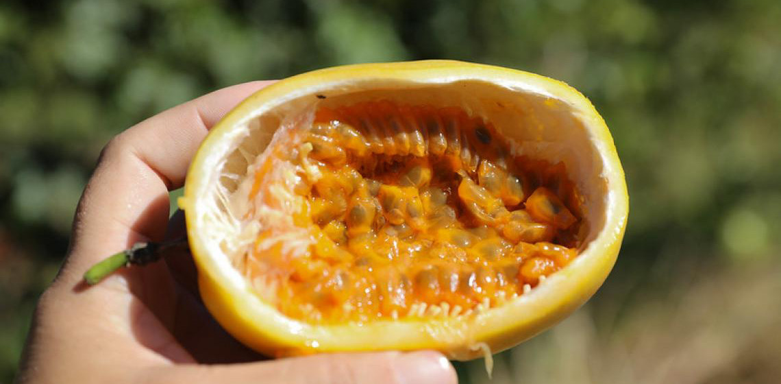 Fruticultura cresce no DF e aposta em tecnologias para aumentar produtividade