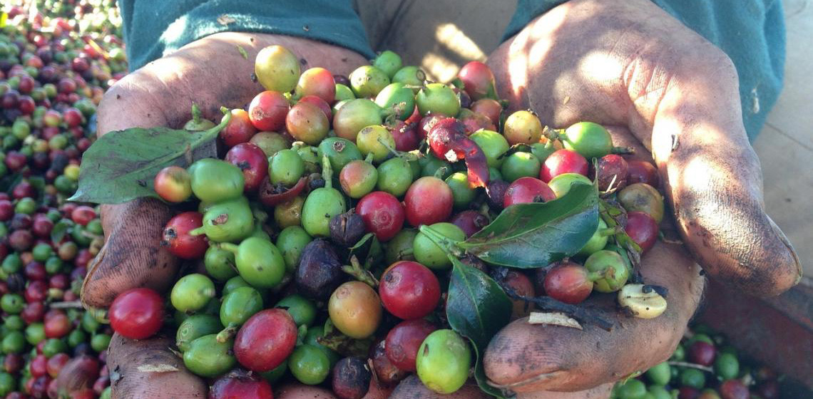 I Encontro da Cafeicultura celebra crescimento do setor e homenageia pioneiros na AgroBrasília