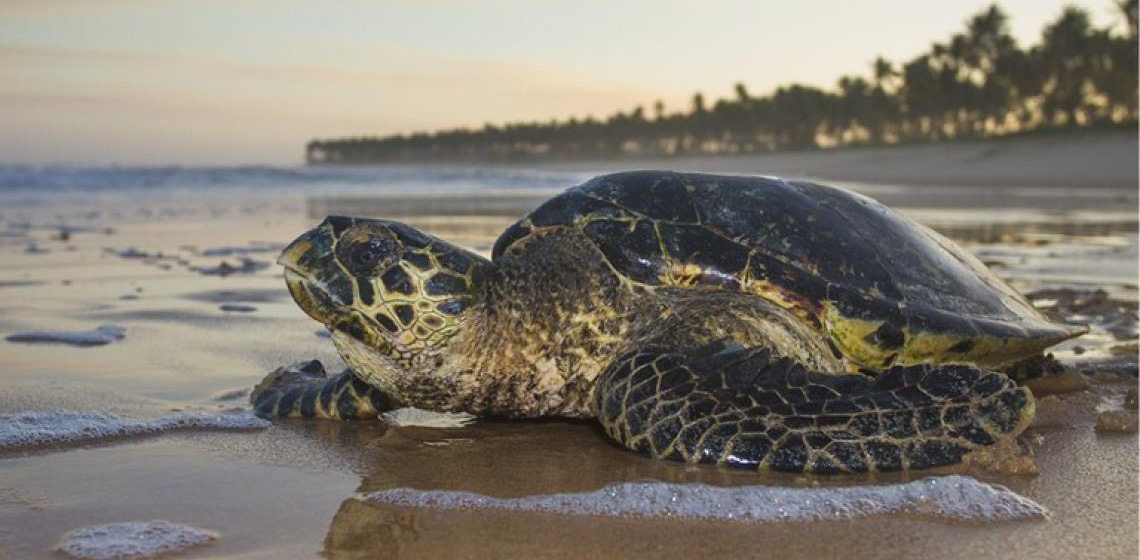 O Brasil turístico é o que conserva e cuida da nossa biodiversidade