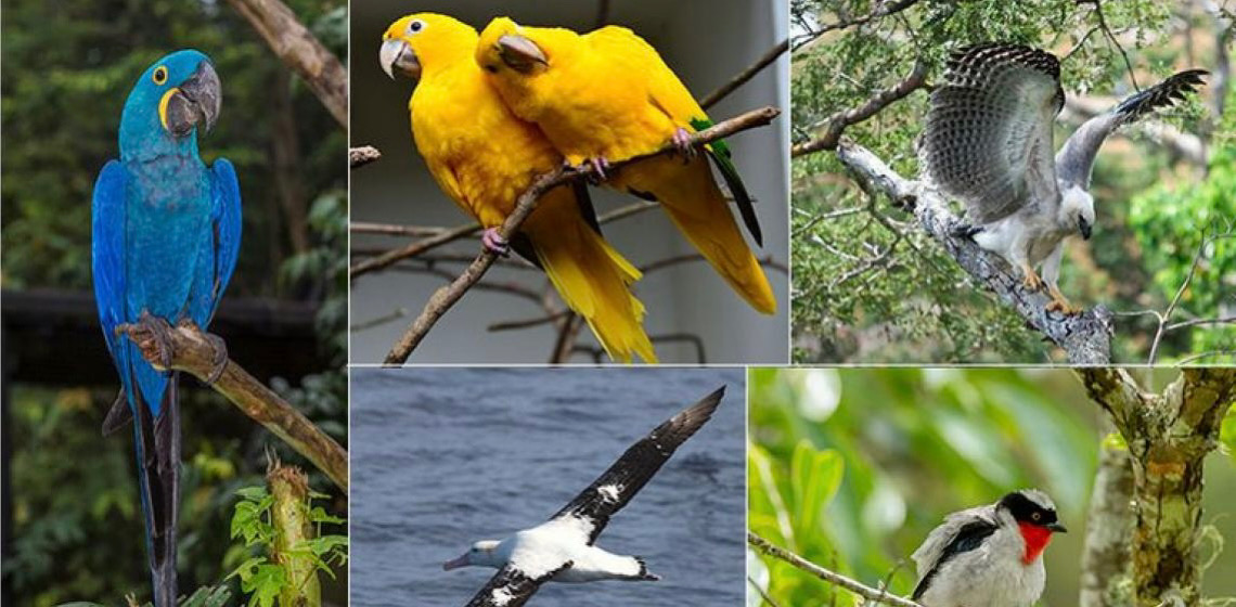 ICMBio traz dados de sequenciamento genético de 400 espécies da fauna do País