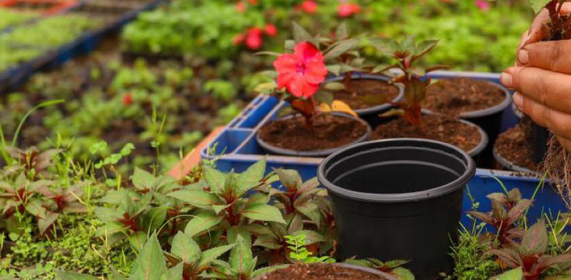 Novacap oferece curso gratuito de qualificação profissional em jardinagem