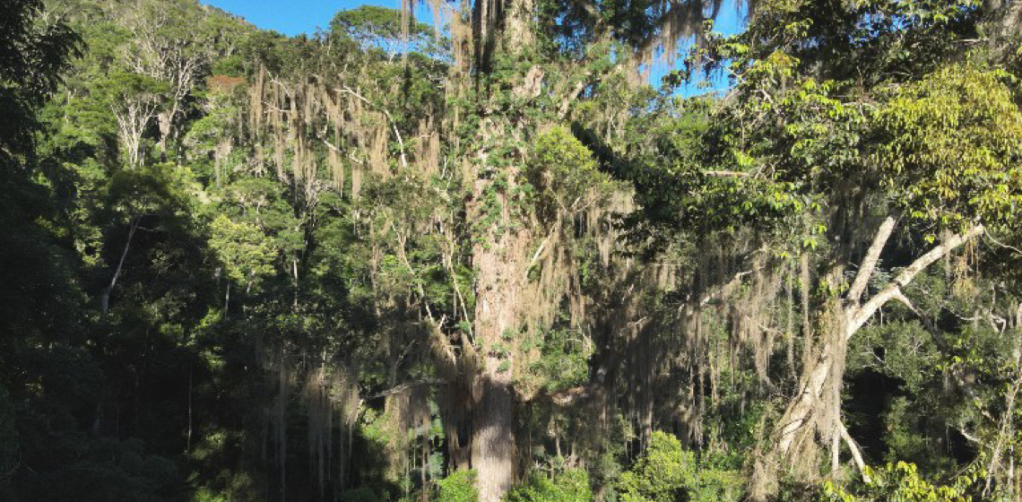 Pesquisadores encontram árvore mais alta da mata atlântica em reserva de MG