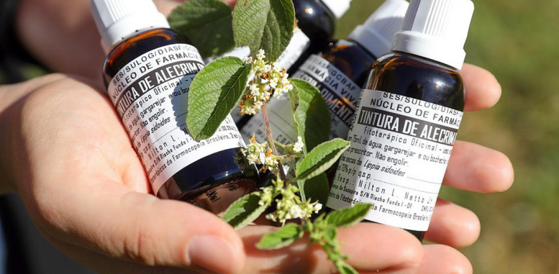 Cura que brota do chão: Farmácia Viva do DF produz medicamento natural para dor de garganta