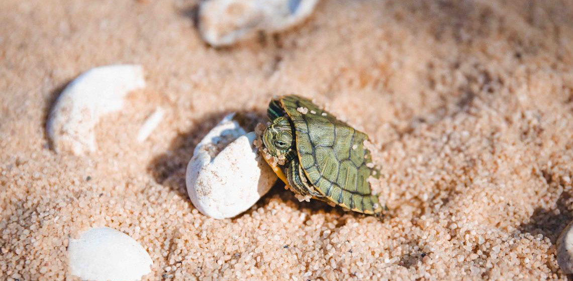 Zoológico de Brasília celebra o nascimento de 51 filhotes de tartaruga-de-orelha-vermelha