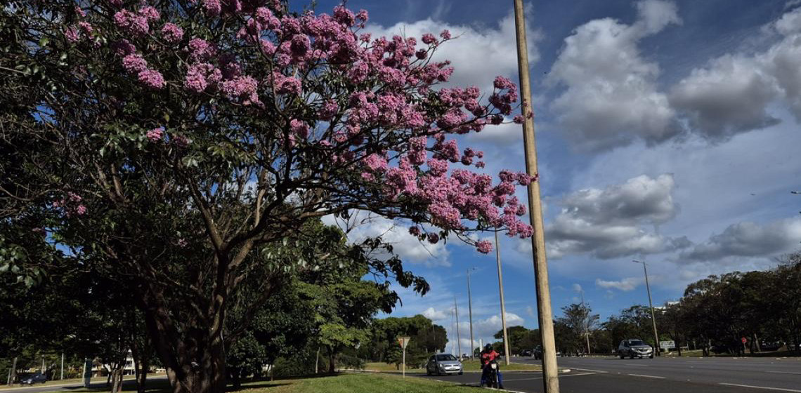 Começa a temporada dos ipês-roxos no Distrito Federal