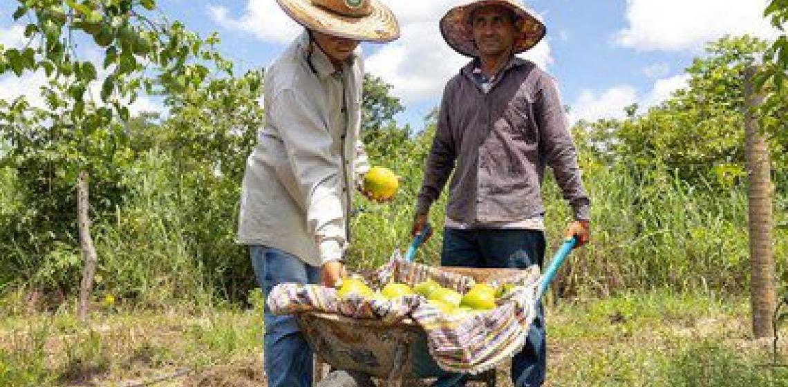 Agricultores familiares poderão contar com aplicativo para manejo de irrigação