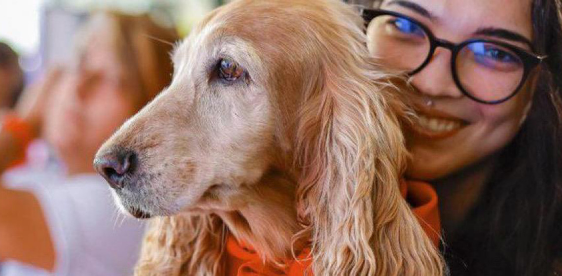 Mais de 620 mil animais já têm RG. Veja como cadastrar seu pet no SinPatinhas