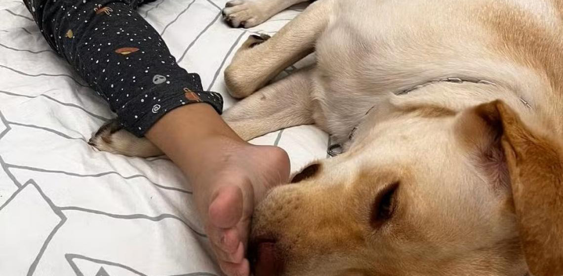Teddy: Cão de apoio de menina autista chega a Portugal após impasse com aérea