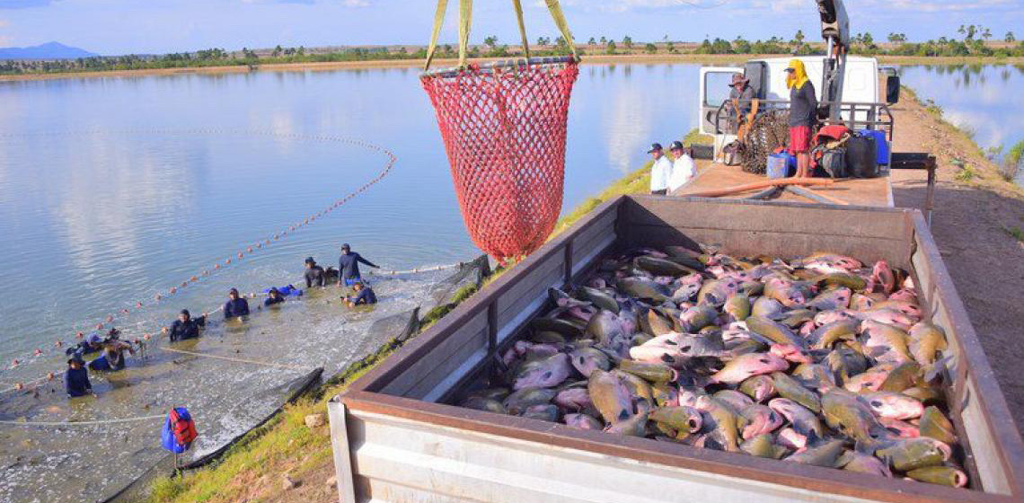 Exportações da piscicultura batem recorde no 1º trimestre de 2025