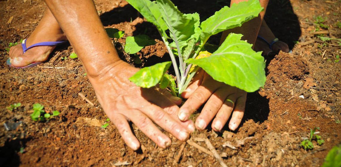 Semana do Meio Ambiente começa com criação de horta comunitária em Ceilândia