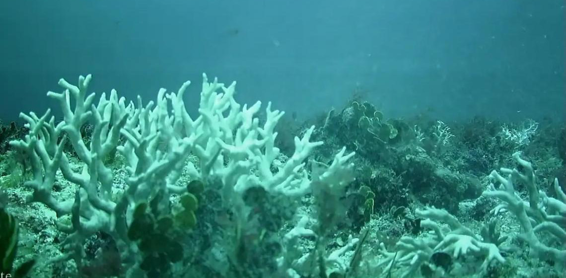 Edital do BNDES destina R$ 43 milhões para proteção de ilhas oceânicas
