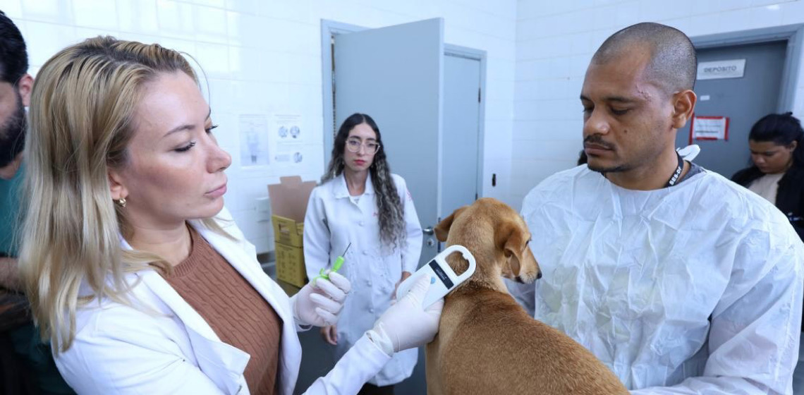 Cães da Zoonoses do Distrito Federal recebem microchips para identificação eficaz