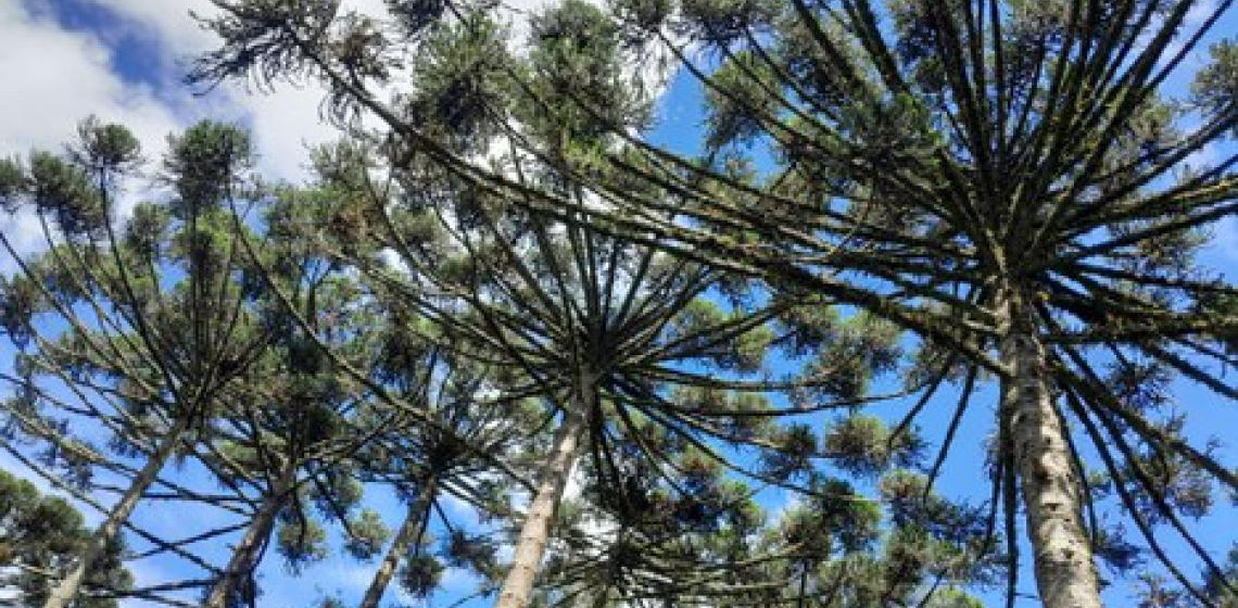 Na Semana Mundial do Meio Ambiente, Brasil cria três unidades de conservação