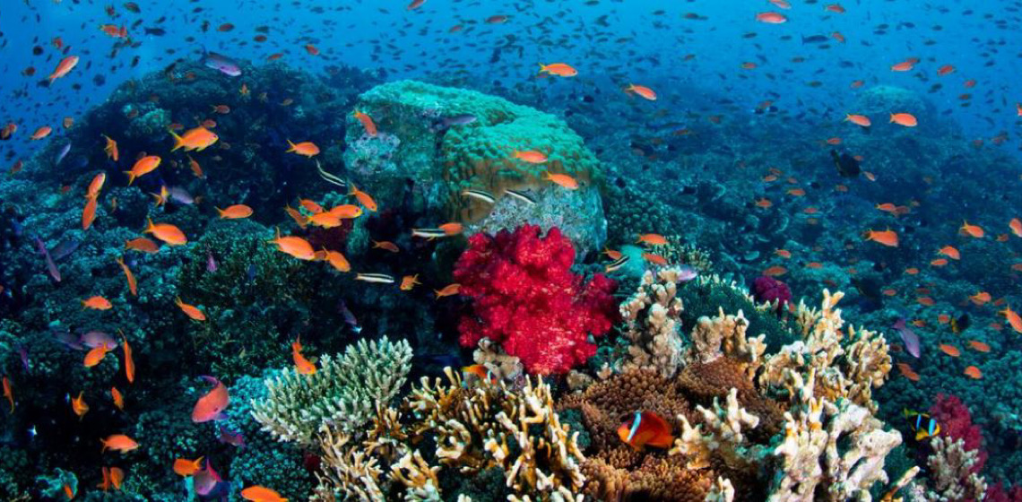 Comércio terá papel fundamental no futuro dos oceanos, diz agência da ONU