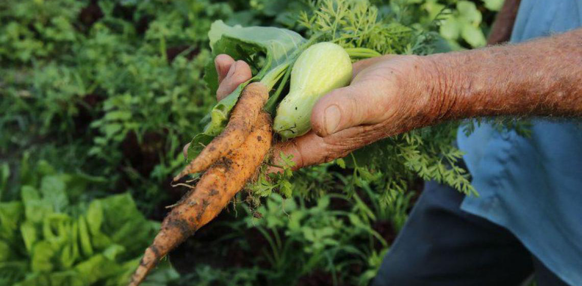 Desenrola Rural leva alívio para mais de 56 mil famílias agricultoras