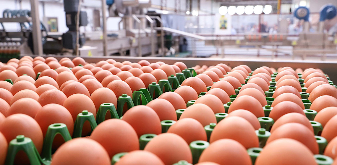 Agronegócio: Exportação de ovos aos Emirados registra queda