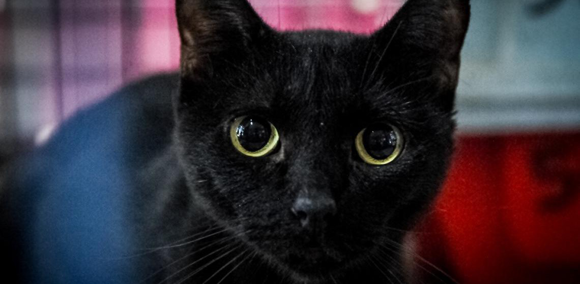 Cadastro Mais Protetor vai mapear atuação de protetores de cães e gatos no DF