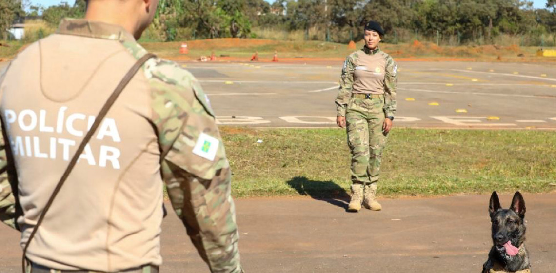 Polícia Militar do DF abre seleção gratuita para treinamento e adestramento de cães