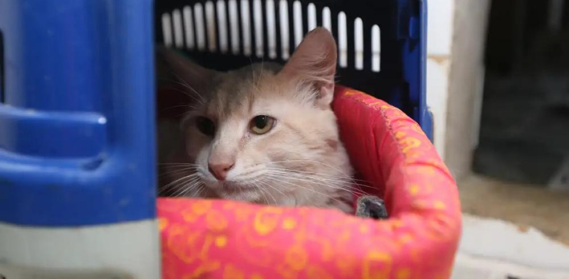Castra-DF oferece mil vagas para castração gratuita de cães e gatos em Taguatinga