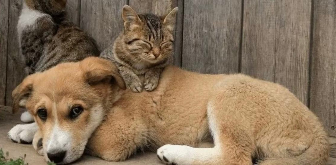 Sancionada lei que proíbe tatuagens e piercings em cães e gatos