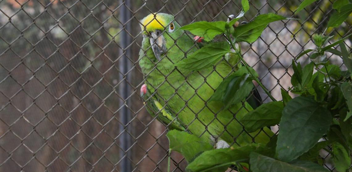 Começa renovação de cadastro no sistema para criadores de pássaros do DF